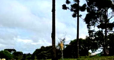 Terreno Urbano em Mafra/SC - 450m²