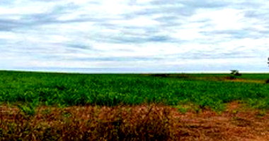 Fazenda Bebedouro 41,99 ha - Agricultura - Amorinópolis/GO