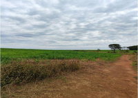 Fazenda Bebedouro 41,99 ha - Agricultura - Amorinópolis/GO