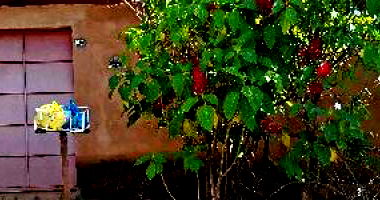 Casa com 2 quartos em Colômbia/SP