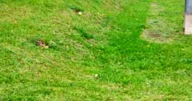 Imóvel com 1000m² em São Carlos/SC