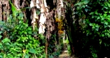 Terreno de 1.000m² no Jardim Algarve