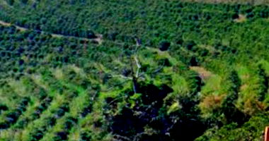 Fazenda Limeira com 25,14ha em Poço Fundo/MG