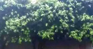 Casa Ocupada com 220m² de Terreno em Taquaritinga/SP