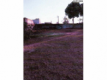 Terreno de 330m² com potencial para construção em Pimenta Bueno