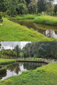 Fazenda Santa Helena I com 136ha, casa sede e instalações