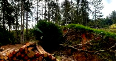 Terreno Rural com 176.250m² em Dona Emma/SC