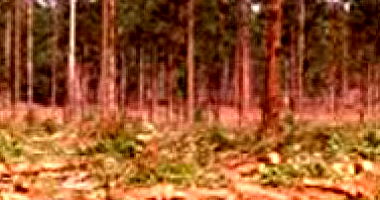 Imóvel Rural 221 ha em Angatuba - SP