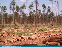 Imóvel Rural 221 ha em Angatuba - SP
