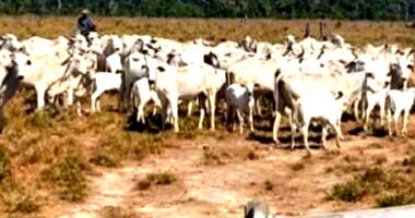 107 Vacas Paridas - Matriz