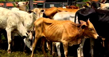 540 Cabeças de Gado/Semoventes em Leilão