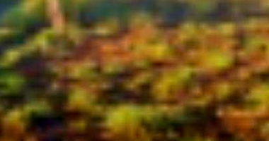 Terreno em Loteamento Lagoa Quente - 1.000 m²