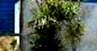 Casa na Praia da Cidreira com 239m² construída em Cidreira/RS