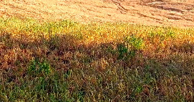 Lote Colonial nº 74 com 6.165,25 m² em Mondaí/SC