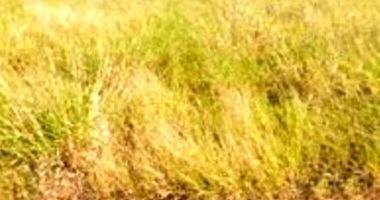 Terreno em Leilão com 420m² em Araguari/MG