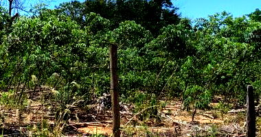 Terreno público com área de 5.059,37 m²