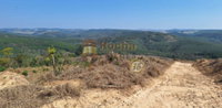 Lote Rural com Reflorestamento e Mata Nativa