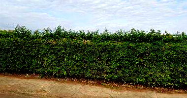 Casa 2 quartos 1 banheiro 41m² área construída, desocupada