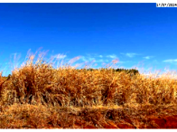 Espaçoso Terreno de 1.500m² em Área Residencial