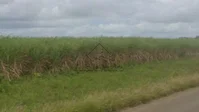 Fazenda Zumbi com 233 hectares para plantio de cana-de-açúcar
