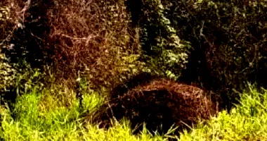 Terreno Amplo em Leilão