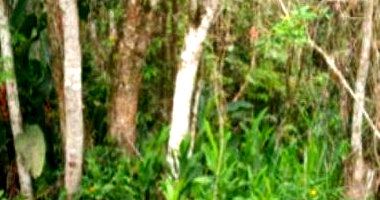 Lote com 29,21 ha em Itaiópolis