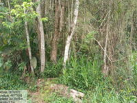 Lote com 29,21 ha em Itaiópolis
