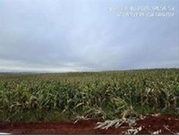 Imóvel Rural de 12,10 ha para Lavoura de Grãos