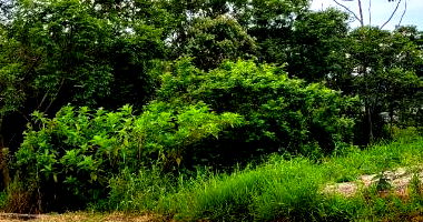 Terreno Amplo no Centro Empresarial Forquilhas