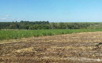 Fazenda São Jorge com 77,35 tarefas, área plantada em cana de açúcar
