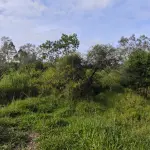 Área de Terras em Montenegro - Oportunidade Única!