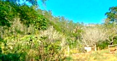 Terreno Rural com Eucaliptos em Cataguases/MG