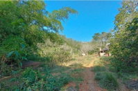 Terreno Rural com Eucaliptos em Cataguases/MG
