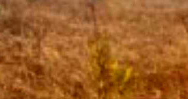 08 Terrenos em Luziânia - Ocupado