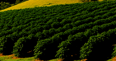 Fazenda c/ 18,15ha em Machado - MG