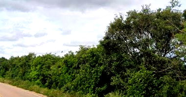 Imóvel Rural com 12,10ha às margens da RS-401