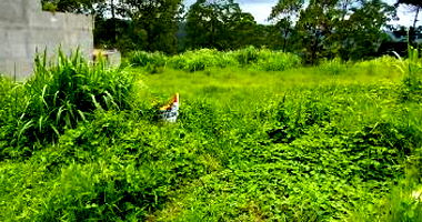 Casa com 0 quartos, 0 banheiros, 0,01m² construída, terreno 125m²