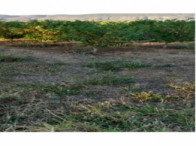 Sítio com 10 hectares, galpão e plantação de pinhas