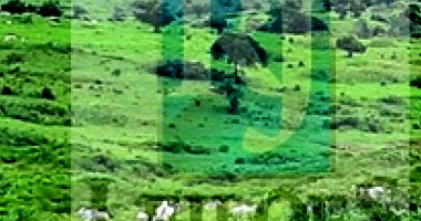 Lote 027 - Gado Nelore, Cavalos e Burros