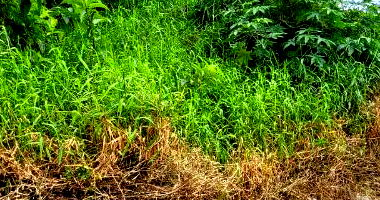 Terreno Amplo em São José/SC - Lote 23