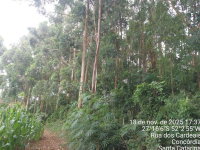 Terreno Rural com 3,69 hectares em Concórdia/SC
