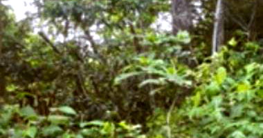 Terreno com Galpão em Maués/AM - 1.250m²