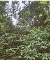 Terreno com Galpão em Maués/AM - 1.250m²