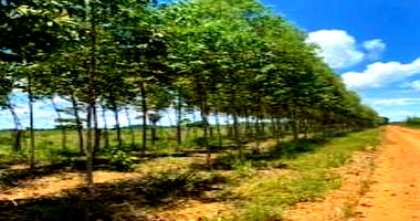 Sítio Boa Vista com 98,22 Ha em Porto Velho/RO