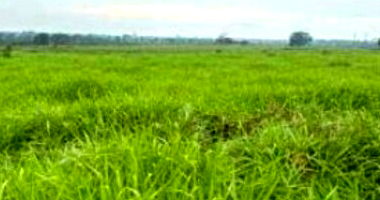 Área rural com 56,19 hectares, Sítio Bom Jesus, imóvel ocupado