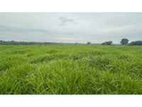 Área rural com 56,19 hectares, Sítio Bom Jesus, imóvel