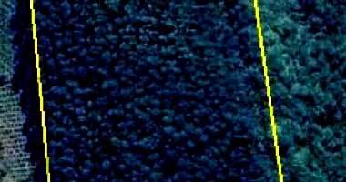 Área Rural com Eucaliptos em Anta Gorda/RS