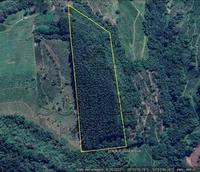 Área Rural com Eucaliptos em Anta Gorda/RS