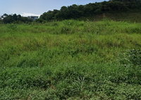 Terreno de 9.999m² em São José do Acaraí, São Francisco do Sul/SC
