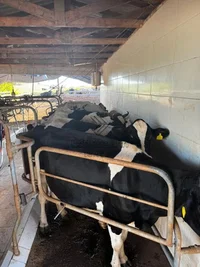 20 Vacas Leiteiras - Leilão Judicial em São Valério do Sul/RS